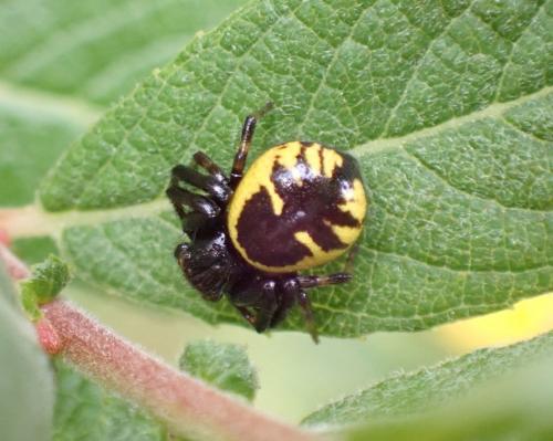 Réf. 285 174 : Synema globosum